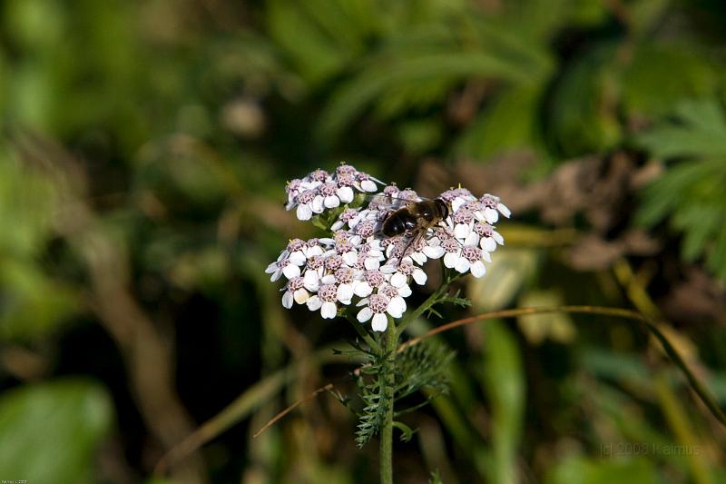 Mayrhofen 2008 (1 von 1)-55.jpg